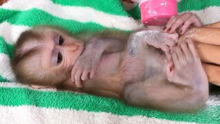 Grooming the baby monkey