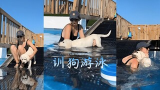 Cách đúng đắn để dạy chó con bơi là không bao giờ ném trực tiếp nó xuống nước!