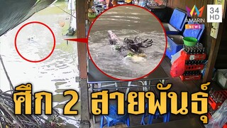 ศึก 2 สายพันธุ์ ตัวเงินตัวทองสู้งูในคลอง ชาวบ้านแห่ตีเลข  | ข่าวเที่ยงอมรินทร์ | 6 ธ.ค. 67