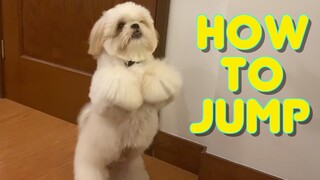 Cute Playful Shih Tzu Puppy Learns How to Jump to Get His Treats