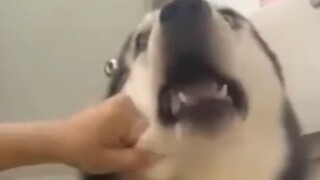 "Why don't you just give me a big * bag earlier?"