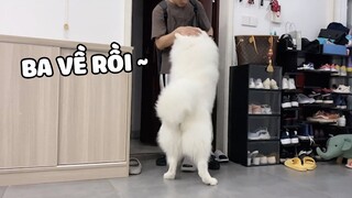 Nghênh đón baba về nhà là chuyện vui vẻ nhất trong ngày 😘  | Pets TV