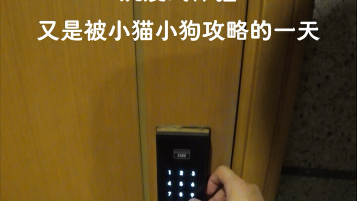 Ah… so this is how kittens and puppies tame humans.