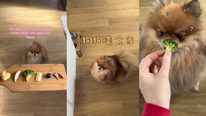 Chuyên gia ẩm thực chó cưng