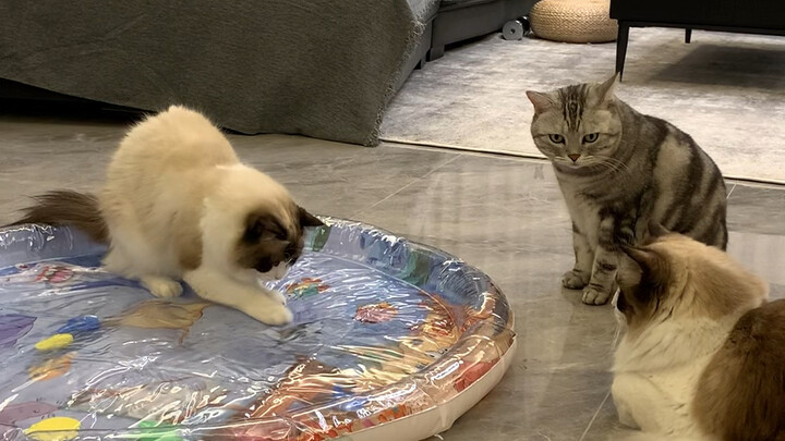 An Sheng: A strict teacher produces excellent students—don’t let it break today, or you’re not getti