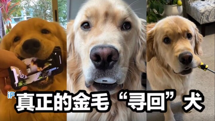 Things Golden Retrievers Shouldn't Retrieve