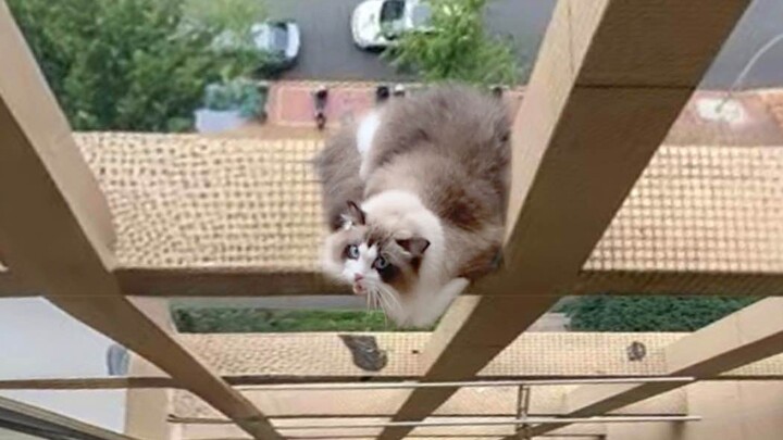 مروع! قطّة بودل تسقط من الطابق 22 إلى الطابق 19! ينزف الدم من فمها وأنفها.. ماذا نفعل؟!