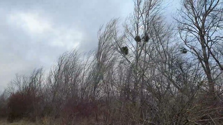 Windstorm/1