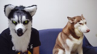 Ketika Majikan Husky Menjadi Husky