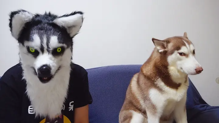 When the Master of Huskies Becomes a Husky