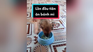 Lần đầu tiên e Chuối đc ăn bánh mì. Review luôn. Haha.  cunyeucuadua chó chócon chókhôn chócute review bánhmì