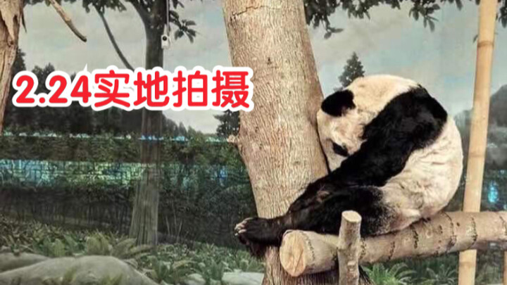 Don’t wash it off!! [Memphis Zoo] On-site footage of the panda Yaya in the U.S., shot on February 24