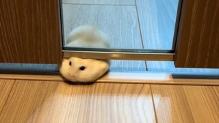 Shushu used his only three brain cells to think furiously