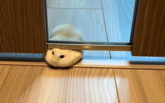 Chuột chuột dùng ba tế bào não ít ỏi của mình để suy nghĩ điên cuồng