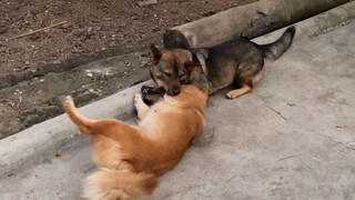 Dog 2: Ví dụ, việc kiểm soát bạn không chỉ là vấn đề trong vài phút.