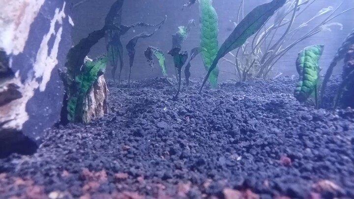 Anakan Ikan Koi didalam Aquarium