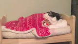 เจ้าแมวมีวินัย พอค่ำลงก็ขึ้นเตียงห่มผ้าเองเรียบร้อย