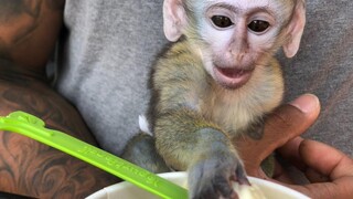 ลิงน้อยกินโยเกิร์ตแช่แข็งแสนอร่อย! + กินเต็มวัน