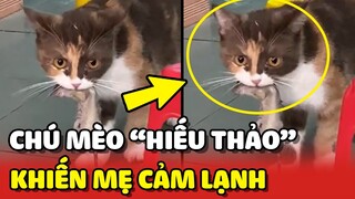 Cảm lạnh với chú mèo HIẾU THẢO, BẮT CHUỘT tặng mẹ làm BỮA TRƯA 😂 | Yêu Lu