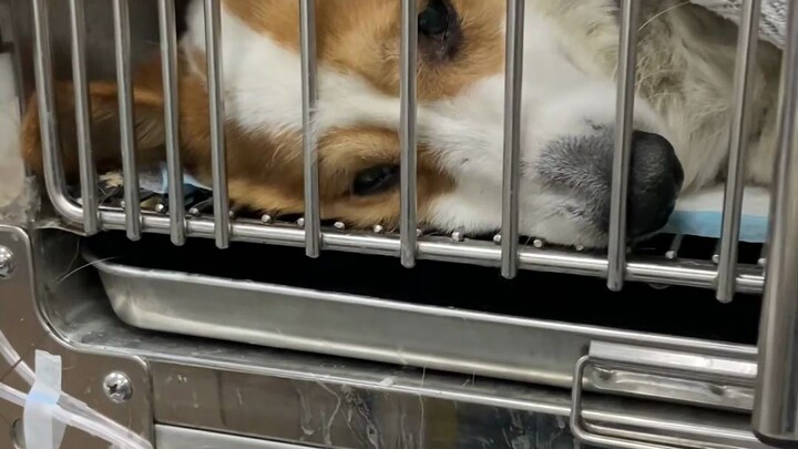 体弱多病遭遗弃，救助人力挽狂澜