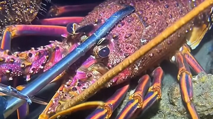 ชาวประมงลงทะเลไปเก็บของทะเล กลับเจอศัตรูตัวฉกาจในชีวิต ทนไม่ได้จริงๆ #จับปลา #กิจวัตรชาวประมง #เก็บข