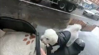 Membuat Helem Imut dan Tempat Duduk Khusus untuk si Anjing