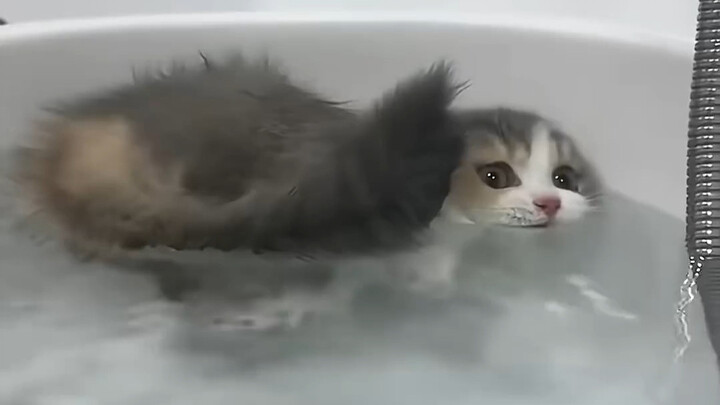 Apakah semua anak kucing yang belum dewasa memang seimut ini?