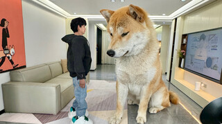 Don't eat, Dog.