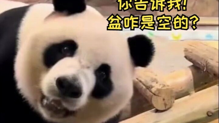 Dad tosses an empty bowl to Kuku, and Kuku immediately turns around, looking puzzled and questioning