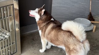 当我家三只狗遇到捉迷藏……
