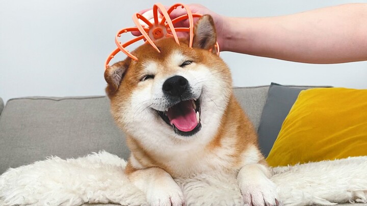 เมื่อเจ้าหมาเจอเครื่องดูดวิญญาณ หยุดไม่ได้เลย!