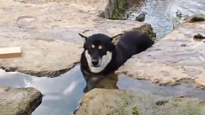 อากาศร้อนมาก น้องหมาตามชนบทยิ่งชอบเล่นน้ำ