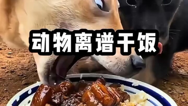 Outrageous eating showdowns among animals—just watching them makes you hungry!
