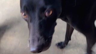 VID_20240826-PollysDog (2)