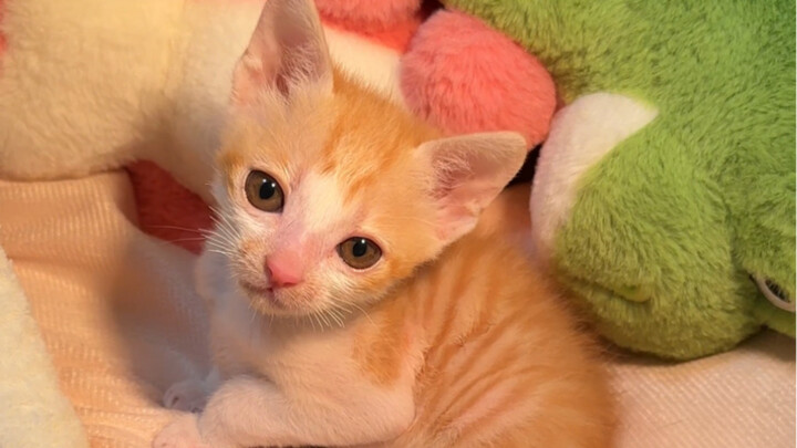 จมูกเล็กๆ ของพวกคุณมาแล้ว～