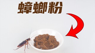 蟑螂制成的蟑螂粉，喂给蟑螂吃会如何？