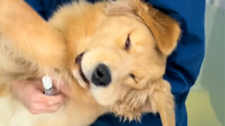 Anjing: Sepanjang hari kamu hanya melakukan hal-hal yang tidak masuk akal, ya?