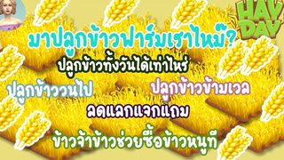 HAY DAY • EP2 มาปลูกข้าวที่ฟาร์มเราไหม ขอบคุณทุกท่านที่มาอุดหนุน