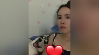 Tự nhiên ko bắt máy lạnh chạy lại gặm ngta à, Bắp thúi pet husky alaska bapluoc01 thucung dog tiktok