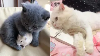 Funny Cat Reaction to Mouse - Tom and Jerry Real Life