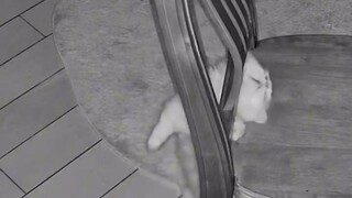 Keluarga yang memelihara kucing harus berhati-hati karena kursi jenis ini sangat mudah tersangkut