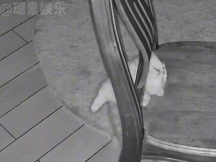 Gia đình nuôi mèo nhất định phải chú ý loại ghế này rất dễ bị kẹt