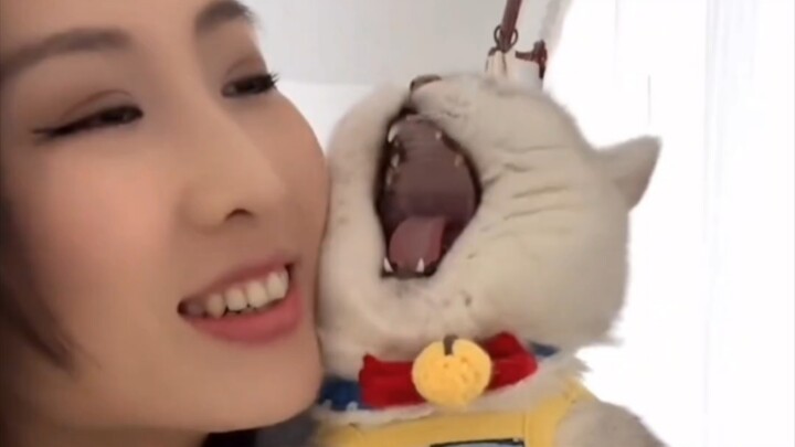 Mèo Bạc Gradient tung chiêu hôi miệng, mẹ Phân Nhi nôn xong lại tiếp tục dán miếng dán