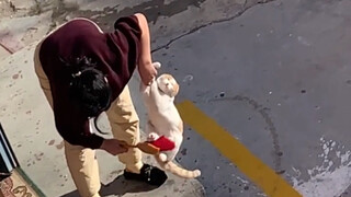 “猫：谁还不是爷爷奶奶带大的毛孩子呢！”