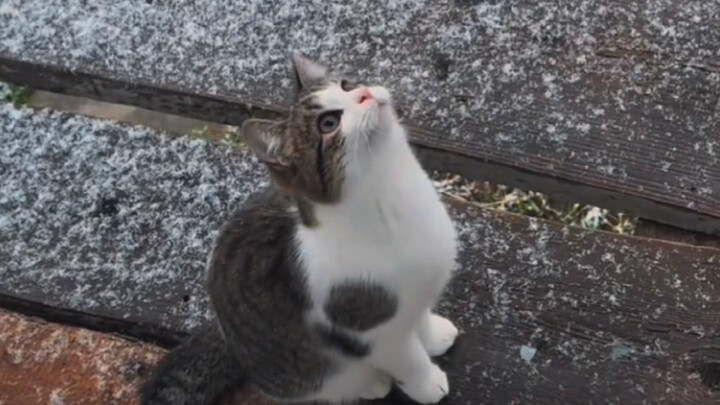 แมวน้อยที่ดูหิมะอย่างจริงจังเป็นครั้งแรก