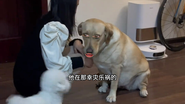 Doggy: This is seriously annoying!