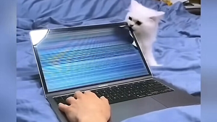 Panduan Pencegahan Memelihara Kucing