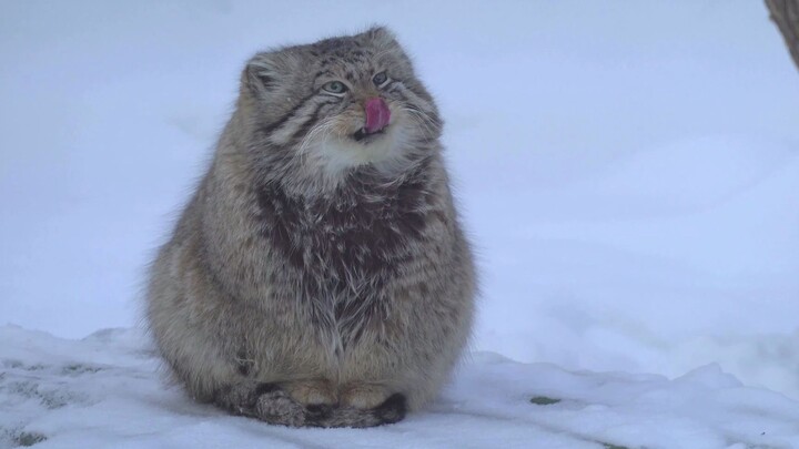 Fluffy Pallas’s Cat in the Snow | Part 20