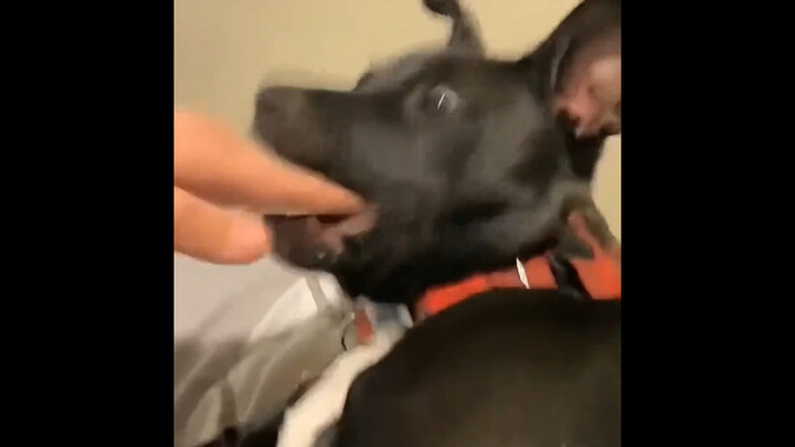 "Momen Menggelikan Hewan"