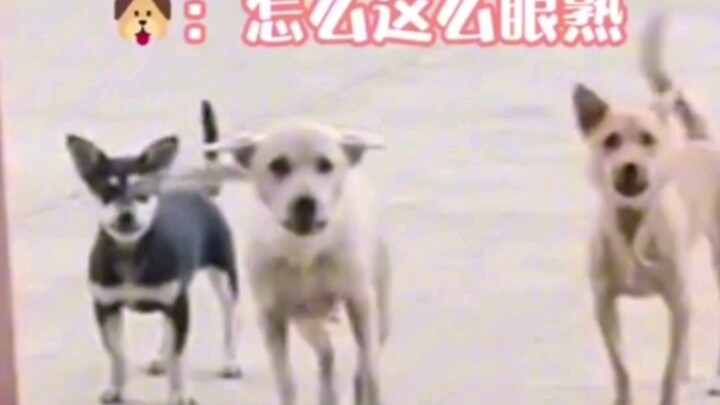 The dog pretends not to recognize its owner just to fit in #Doggy #NeverExpected It